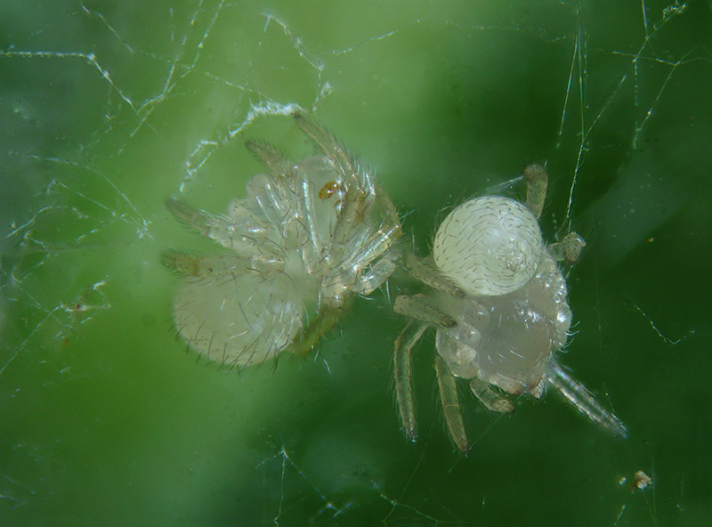 Theridion varians  - Sumirago (VA)